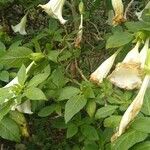 Brugmansia suaveolens 葉
