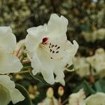 Rhododendron wardii फूल