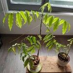 Castanospermum australe Frunză