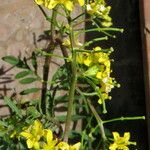 Diplotaxis tenuifolia 花