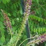 Amorpha canescens 花