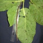 Piper hians Leaf