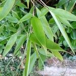 Phyllostachys viridis 葉