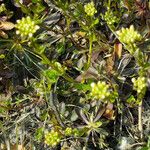 Arabis alpina Yaprak