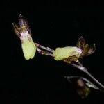 Leochilus labiatus Other