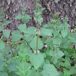 Urtica chamaedryoides Hábitos