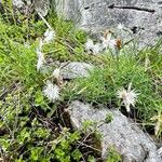 Dianthus spiculifolius Habit