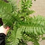 Dryopteris atrata Листок