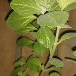 Plectranthus amboinicus Leht