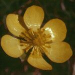 Ranunculus glaberrimus Kukka