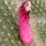 Cleistocactus brookeae