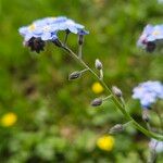 Myosotis sylvatica 花