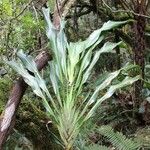 Cordyline mauritiana Hoja