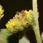 Waltheria indica Квітка