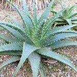Aloe × spinosissima Hábito