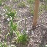 Agapanthus umbellatusLeaf