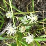 Clematis campestris Flor