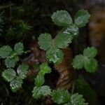 Potentilla sterilisपत्ता