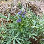 Lupinus angustifolius Feuille