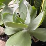 Cotyledon orbiculata برگ