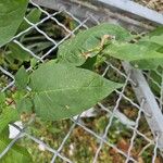 Solanum dulcamaraLapas