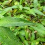 Commelina africana Levél