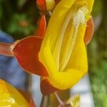 Thunbergia mysorensis Floare