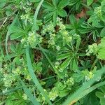 Alchemilla alpina Συνήθη χαρακτηριστικά