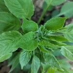 Campanulastrum americanum Feuille