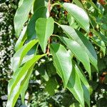 Prunus serotina Yaprak