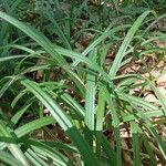 Carex sylvaticaList