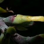 Aechmea angustifolia Květ