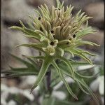 Castilleja nana Flower