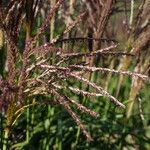 Miscanthus sinensis Fula