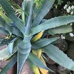 Agave asperrima Leaf