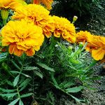 Tagetes erecta Habit