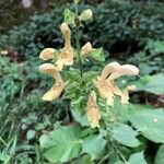 Salvia glutinosa Blüte