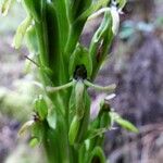 Habenaria praealta Other