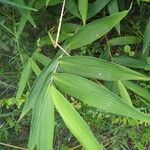 Thysanolaena latifolia Leaf