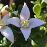 Boronia algida Blomma