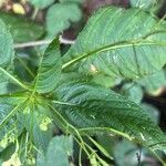 Impatiens parviflora Blad