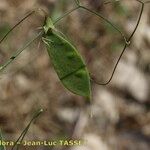 Lathyrus setifolius 果実