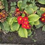 Primula vulgaris Flors