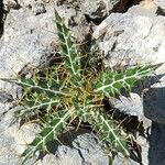 Ptilostemon hispanicus Leaf