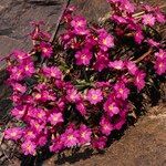 Primula rosea Fiore