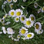 Erigeron strigosus Kvet