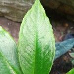 Amorphophallus konjac Leaf
