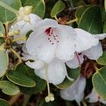 Rhododendron callimorphum Цвят