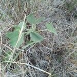 Abutilon mauritianum Ліст