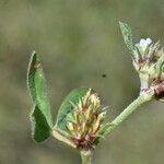 Trifolium scabrum 花